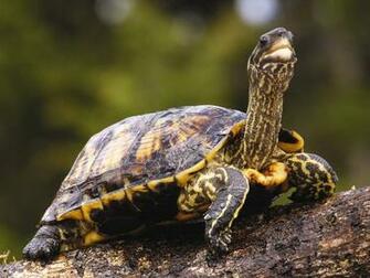 Turtle HD Wallpaper Desktop Image