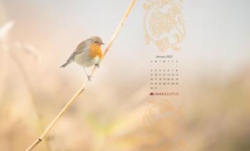 Calendar Wallpaper January To Amber