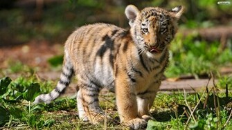 Wallpaper Cute Tiger