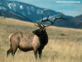 Herd Of Deer Wallpaper C A R W L P E
