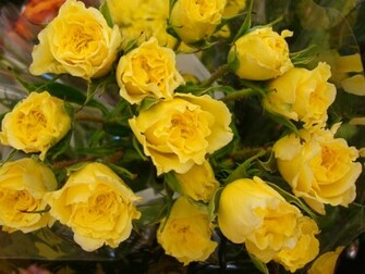 Rose Wallpaper Photos Yellow