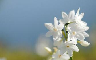 White Flower Wallpaper HD Desktop Widescreen For Mobile Designs