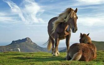 Awesome Animals Wallpaper