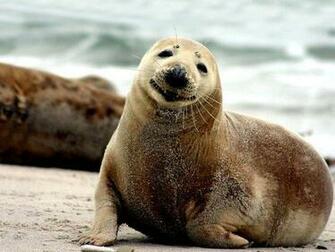 Seal Wallpaper Full Desktop Background