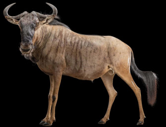 Wildebeest Isolatedon Black Wallpaper