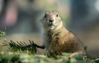 Wallpaper Look Background Portrait Face Needles Gopher