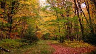 HD Autumn Leaves Foliage Hiking Trail Wallpaper For iPhone