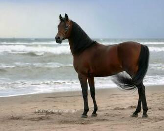 Arabian Horse Wallpaper