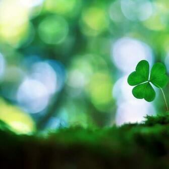 Shamrock Wallpaper HD Res Pictuur