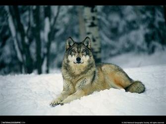 Cool Wallpaper Gray Wolf