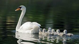 Animal Mute Swan Cygnet Wallpaper