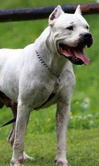 Argentine Dogo Wallpaper Android Apps On Google Play