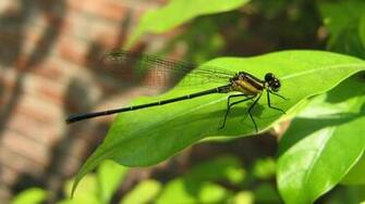 Dragonfly Animal World Wallpaper Full HD Desktop