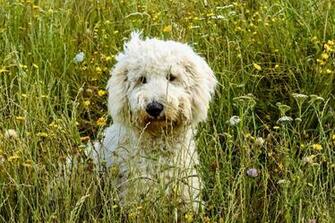 White Labradoodle Image