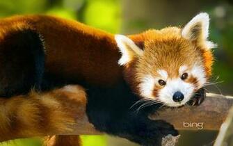 Bing Microsoft S Best Animals Other HD Desktop Wallpaper
