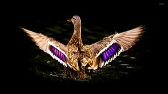 Mallard Wallpaper Animal