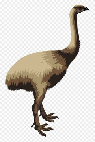 Kakapo Moa Transparent Background Clipart Pinclipart