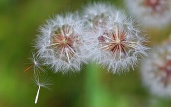 Dandelion Seeds Blowing In Wind Wild Flower Background