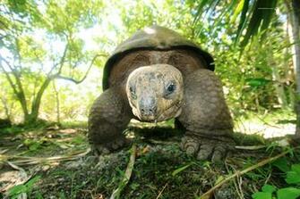 Beautiful Wallpaper For Desktop Tortoise HD