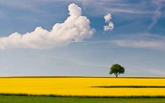 Golden Fields Of Summer Wallpaper