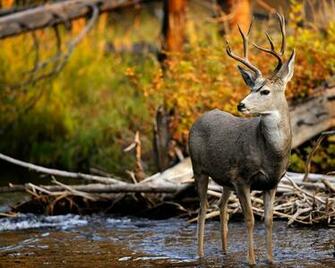 Mule Deer Buck In A Stream Fine Art Nature Photography By Steve