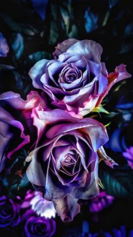 Marilyn Noard On People Photos In Black Roses