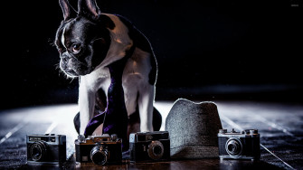 French Bulldog Wallpaper