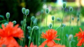 Poppies Wallpaper 3d F R Desktop Bilder