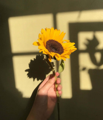 Sunflower Yellow Aesthetic Wallpaper