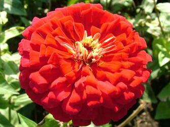 Big Flower Wallpaper