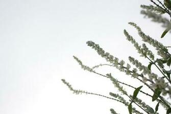 Clear HD Wallpaper By Christopherfowler