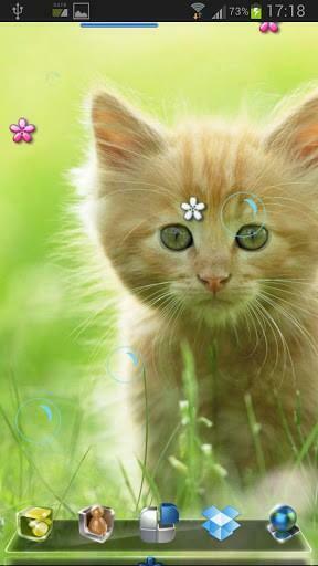 Bigger Cute Kitten Live Wallpaper For Android Screenshot