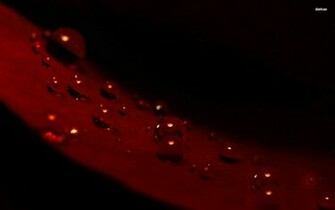 Red Wine Wallpaper