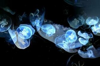 Wonderland Journal Jellyfish Project