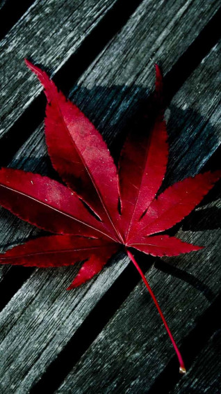 Red iPhone X Wallpaper