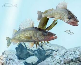 Walleye Wallpaper Related Keywords Amp Suggestions