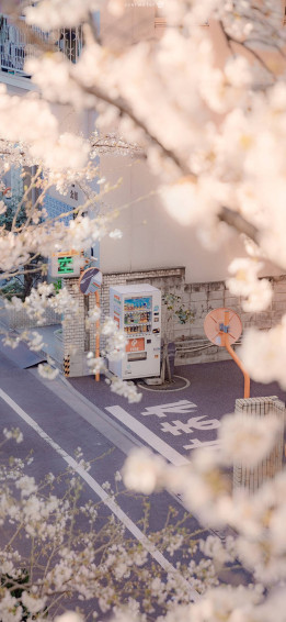 Japanese Aesthetic iPhone Vending Machine And Sakura Flowers Lw3qqrfr49bx4r0e Wallpaper