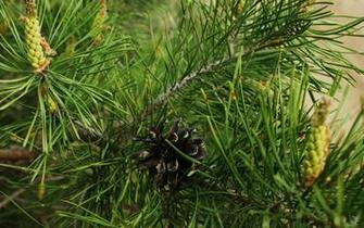 Wonderful HD Pine Cone Wallpaper HDwallsource