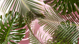 Tropical Leaves Desktop Wallpaper