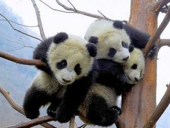 Wallpaper Funny Panda