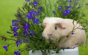 Back Gallery For Guinea Pig Wallpaper Or Desktop