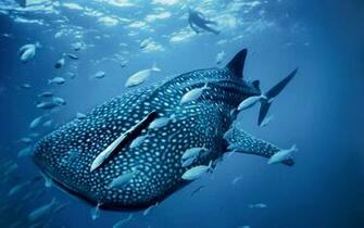 Sea Creatures Wallpaper