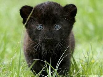 Panther Wallpaper Black Panthers HD