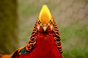 Golden Pheasant Wallpaper Best Inspirational High