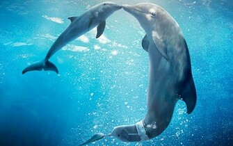 Dolphin Wallpaper HD Pictures One Background