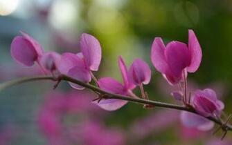 Coral Vine Widescreen Desktop Wallpaper Flower