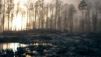 Fantastic HD Swamp Wallpaper HDwallsource