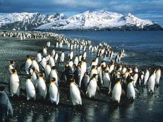 Baby Penguin Wallpaper HD Pictures In