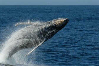 Url Smscs Photo Humpback Html