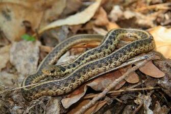 Garter Snake HD Wallpaper Background Image Id